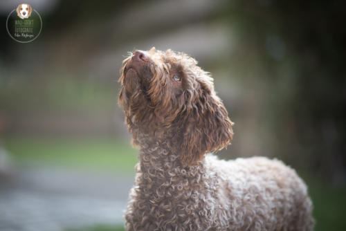 Hundefotografie mit Wau-Effekt
