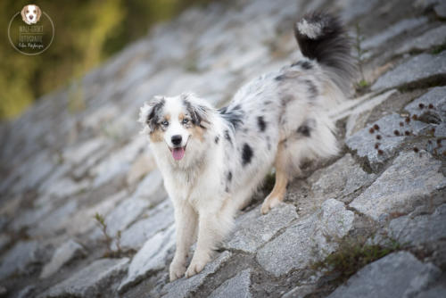Hundefotografie mit Wau-Effekt