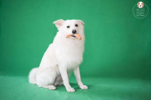 Hundefotografie mit Wau-Effekt