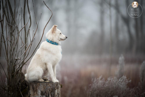 Hundefotografie mit Wau-Effekt